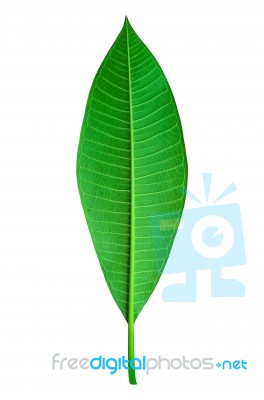 Green Leaf Stock Photo