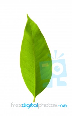 Green Leaf Stock Photo