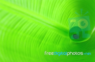 Green Leaf Stock Image