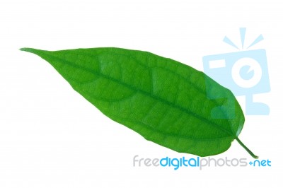 Green Leaf Stock Photo