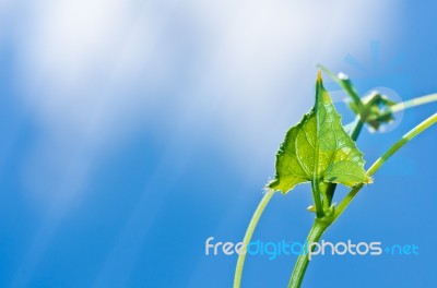 Green Leaf And Blue Sky Stock Photo