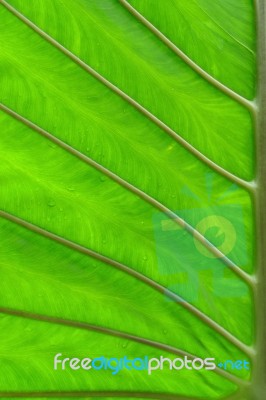 Green Leaf Background Stock Photo