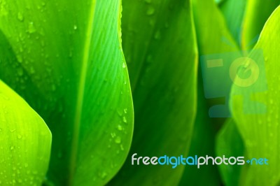 Green Leaf Background Stock Photo