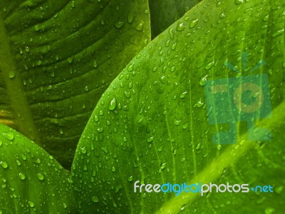 Green Leaf Background Stock Photo