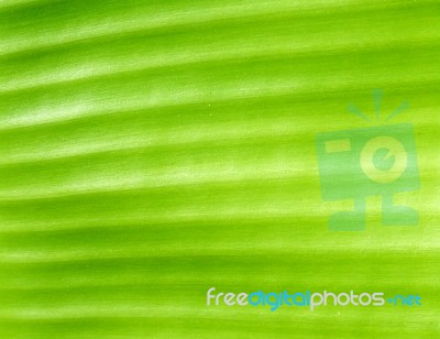 Green Leaf Background Stock Photo