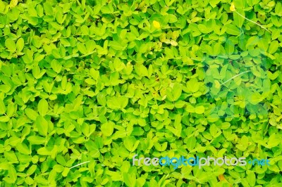 Green Leaf Background  Stock Photo