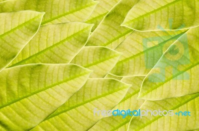 Green Leaf Background Stock Photo