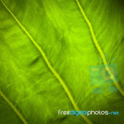 Green Leaf Background Stock Photo