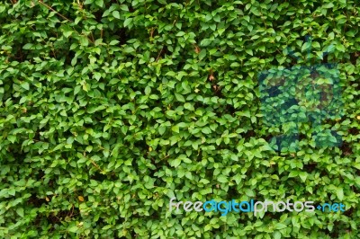 Green Leaf Background, Fresh Greenery Color Pattern Stock Photo