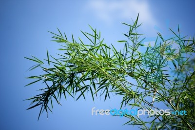 Green Leaf Bamboo Tree Stock Photo