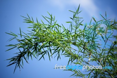 Green Leaf Bamboo Tree Stock Photo