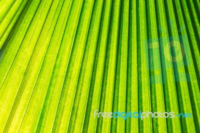 Green Leaf Closeup Stock Photo