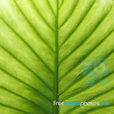 Green Leaf Detail Stock Photo