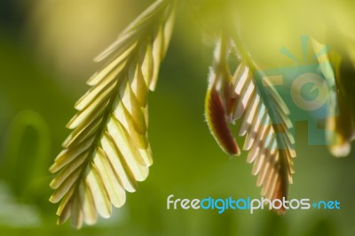 Green Leaf Growing Stock Photo