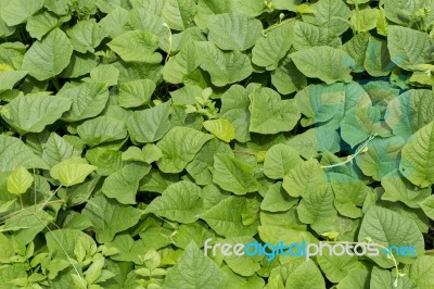 Green Leaf In Sunny Day Light Background Stock Photo