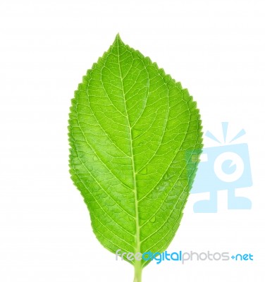 Green Leaf Isolated On A White Background Stock Photo