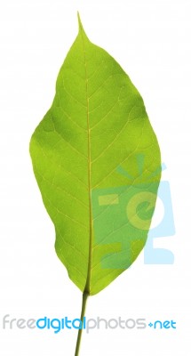 Green Leaf Isolated On White Background Stock Photo