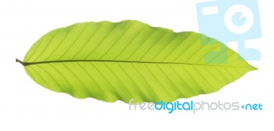 Green Leaf Isolated On White Background Stock Photo