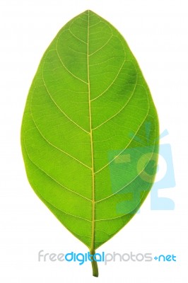 Green Leaf Isolated On White Background Stock Photo