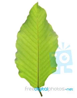 Green Leaf Isolated On White Background Stock Photo