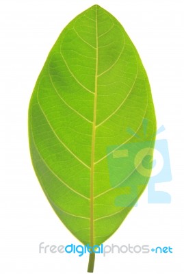 Green Leaf Isolated On White Background Stock Photo