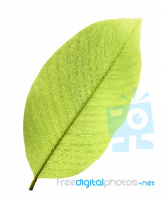 Green Leaf Isolated On White Background Stock Photo