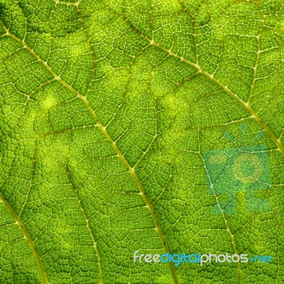 Green Leaf Macro Background Stock Photo