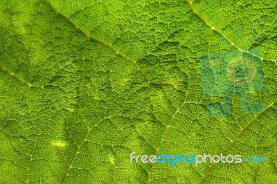 Green Leaf Macro Background Stock Photo