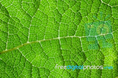 Green Leaf Macro Background Stock Photo