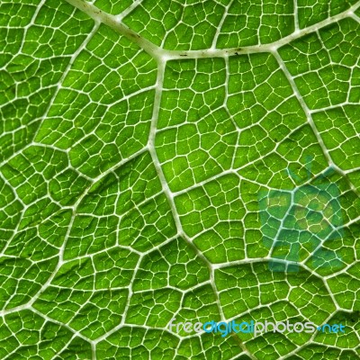 Green Leaf Macro Background Stock Photo