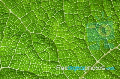 Green Leaf Macro Background Stock Photo