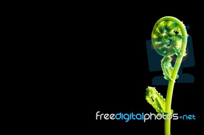 Green Leaf Of Fern On Black Background Stock Photo