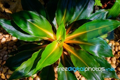 Green Leaf Plant On Dark And Light Tone Stock Photo