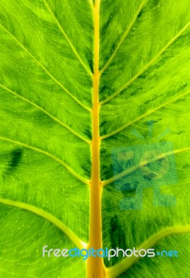 Green Leaf Texture Stock Photo