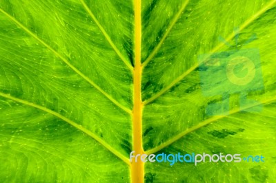 Green Leaf Texture Stock Photo