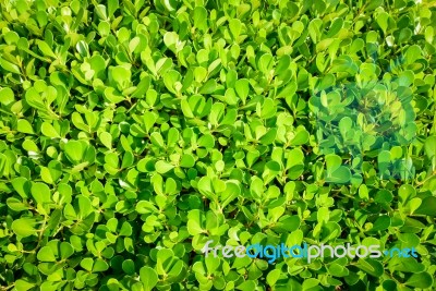 Green Leaf Texture, Pattern Leaves On Dark And Light Tone Stock Photo