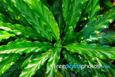 Green Leaf Texture, Pattern Leaves On Dark And Light Tone Stock Photo