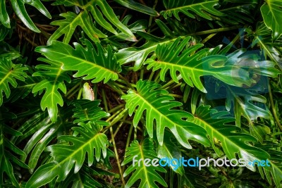 Green Leaf Texture, Pattern Leaves On Dark And Light Tone Stock Photo