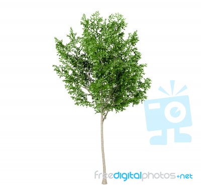 Green Leaf Tree Isolated On White Background Stock Image