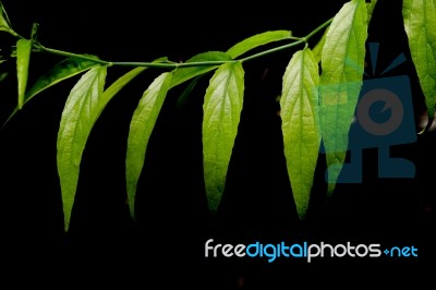 Green Leaf With Black Background Stock Photo