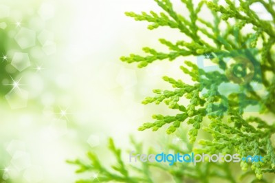 Green Leaf With Bokeh Background Stock Photo