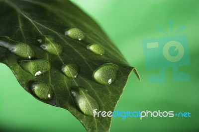 Green Leaf With Drops Stock Photo