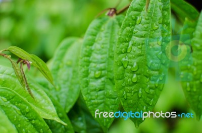 Green Leaf With Drops Of Water Stock Photo