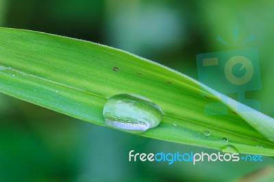 Green Leaf With Drops Of Water Stock Photo