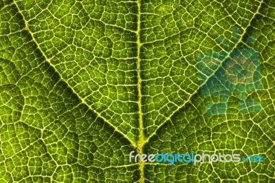 green Leaf with vein Stock Photo