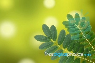 Green Leaf With Water Droplets Stock Photo