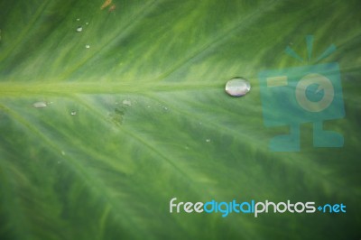 Green Leaf With Water Drops For Background Stock Photo