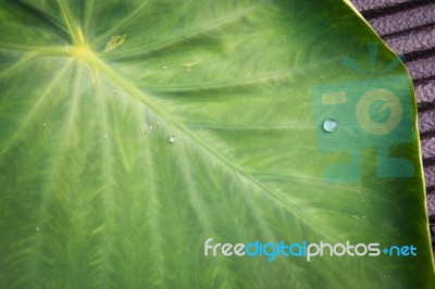 Green Leaf With Water Drops For Background Stock Photo