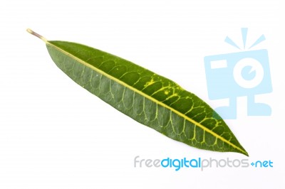 Green Leaf With Yellow Pattern On White Background Stock Photo