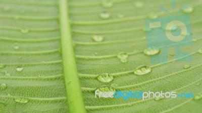 Green Leave And Water Drops Stock Photo